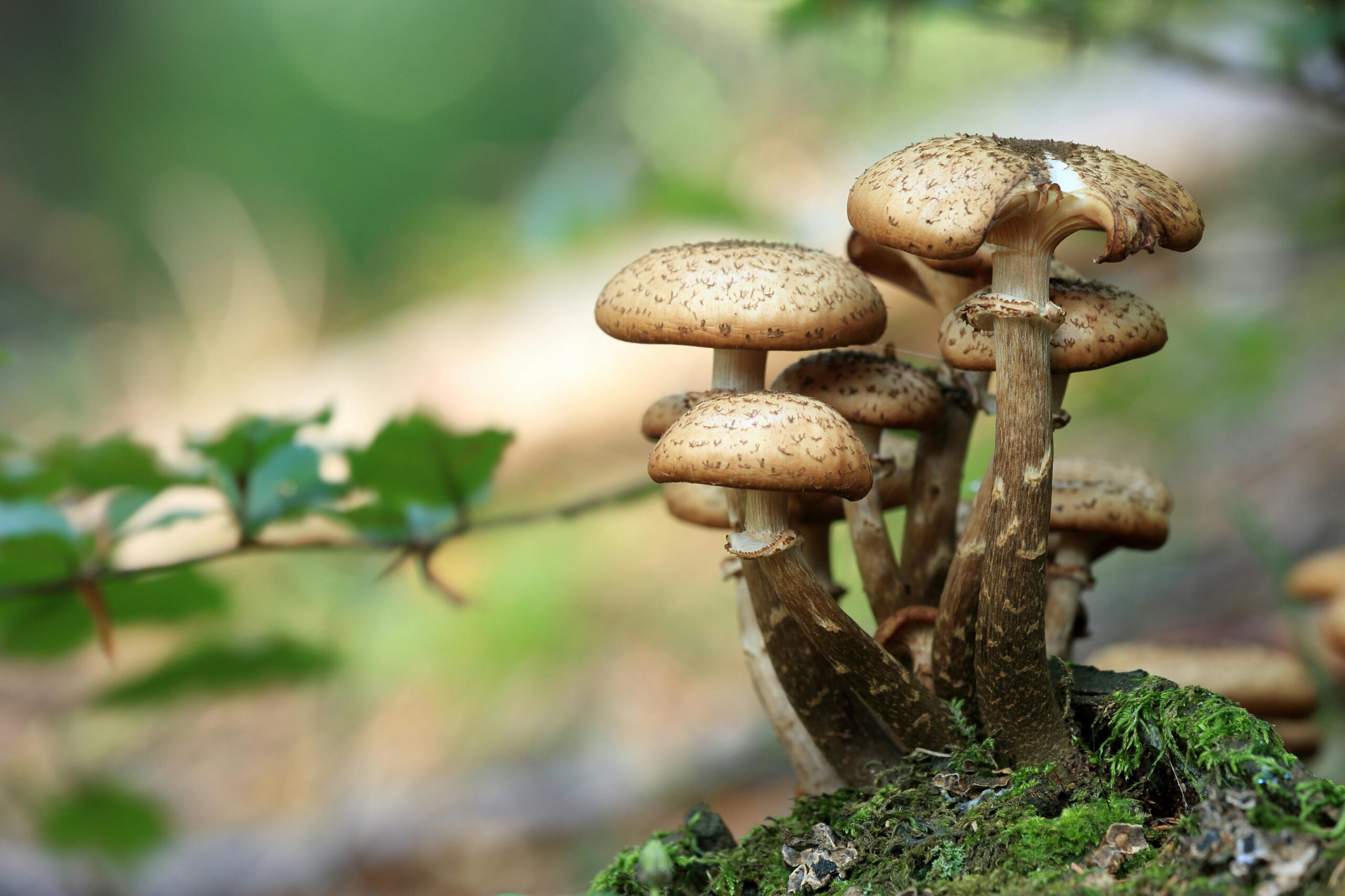 Parasolpilz in der deutschen Natur auf Waldboden