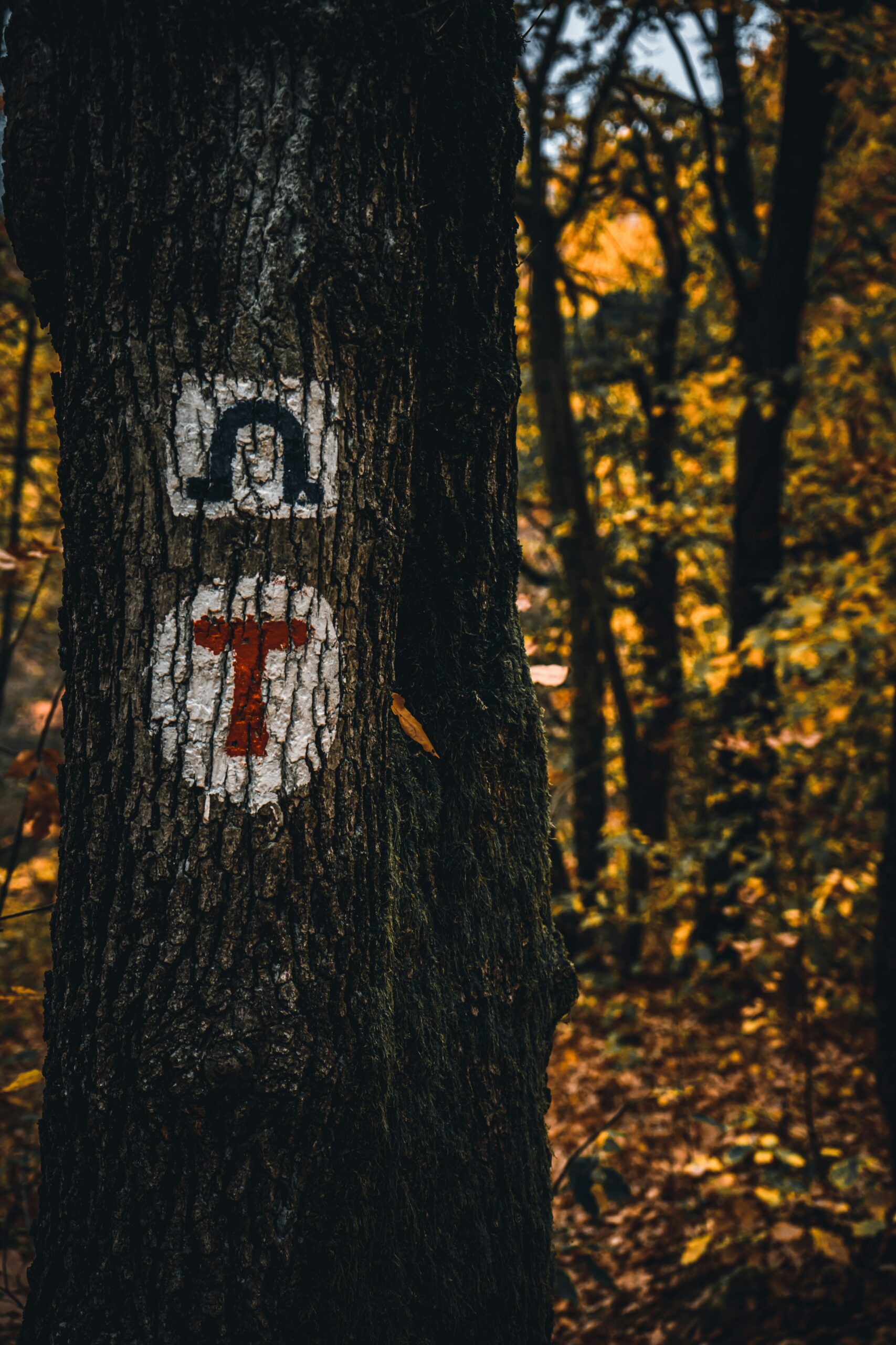 Geocaching als moderne Schnitzeljagd mit GPS-Gerät und Smartphone-App