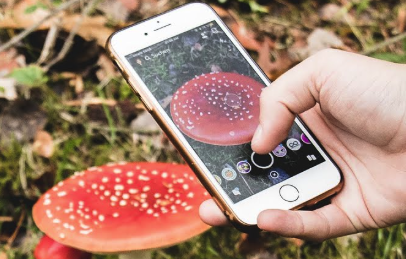 Smartphone mit geöffneter Pilzbestimmungs-App zur sicheren Identifikation essbarer Pilze