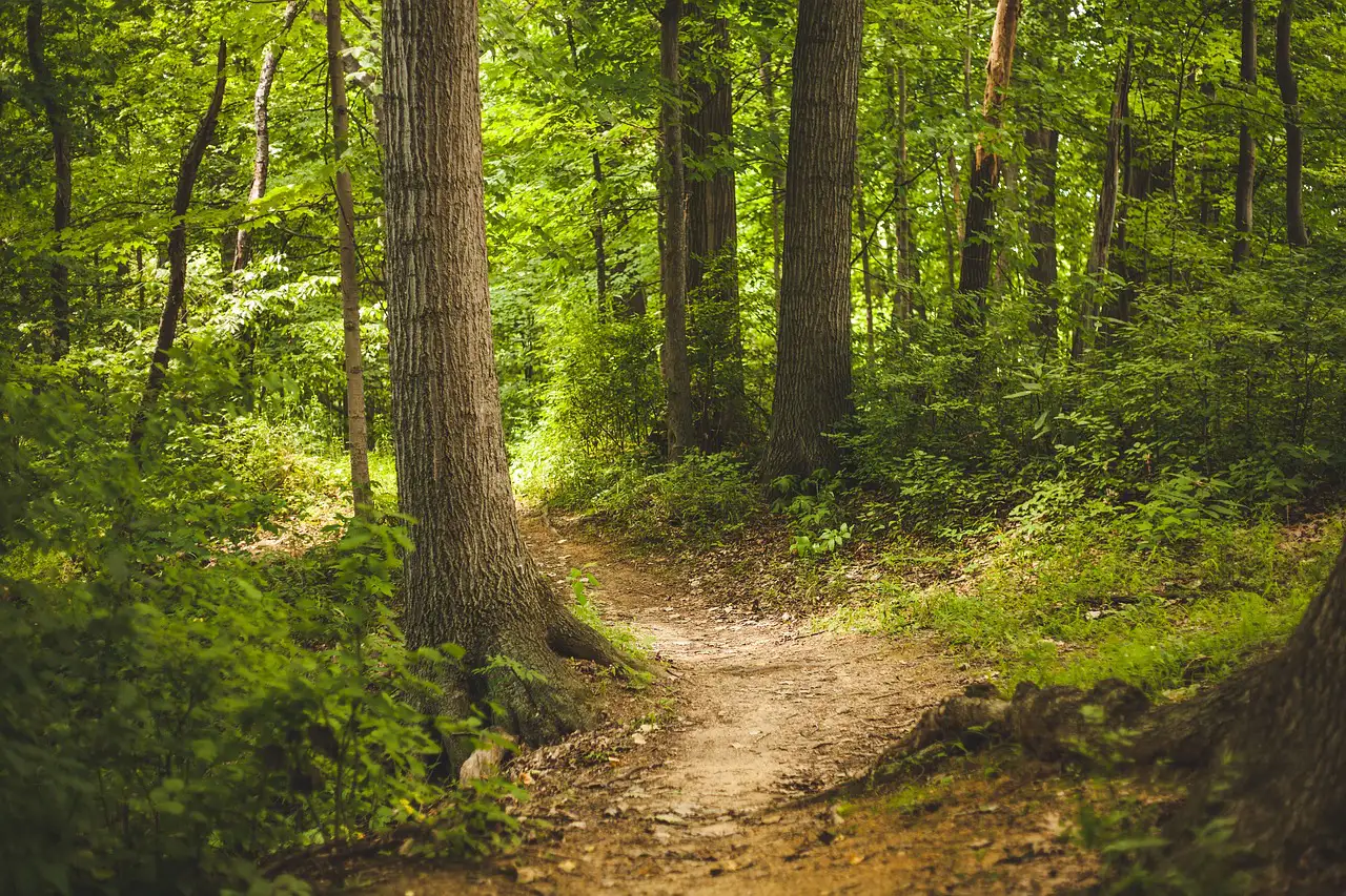 Geocaching im Wald auf Schatzsuche mit GPS