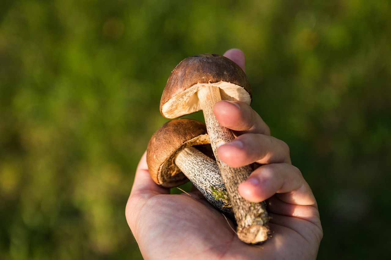 Gesammelte essbare Pilze in der Hand eines Pilzsammlers
