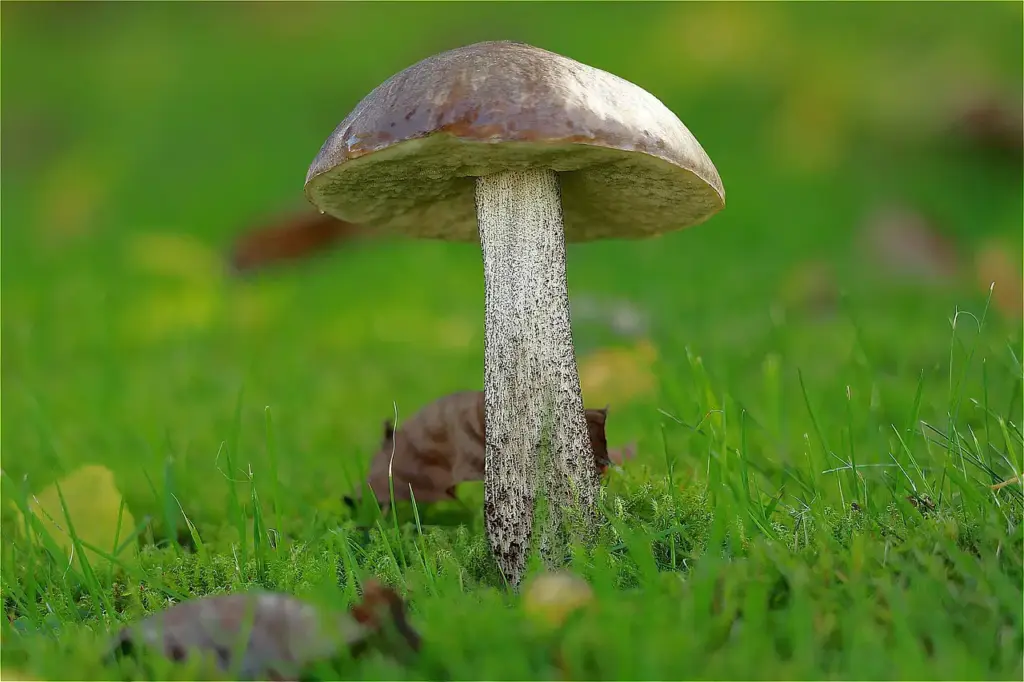 Birkenpilz im Wald – pilze erkennen und sammeln