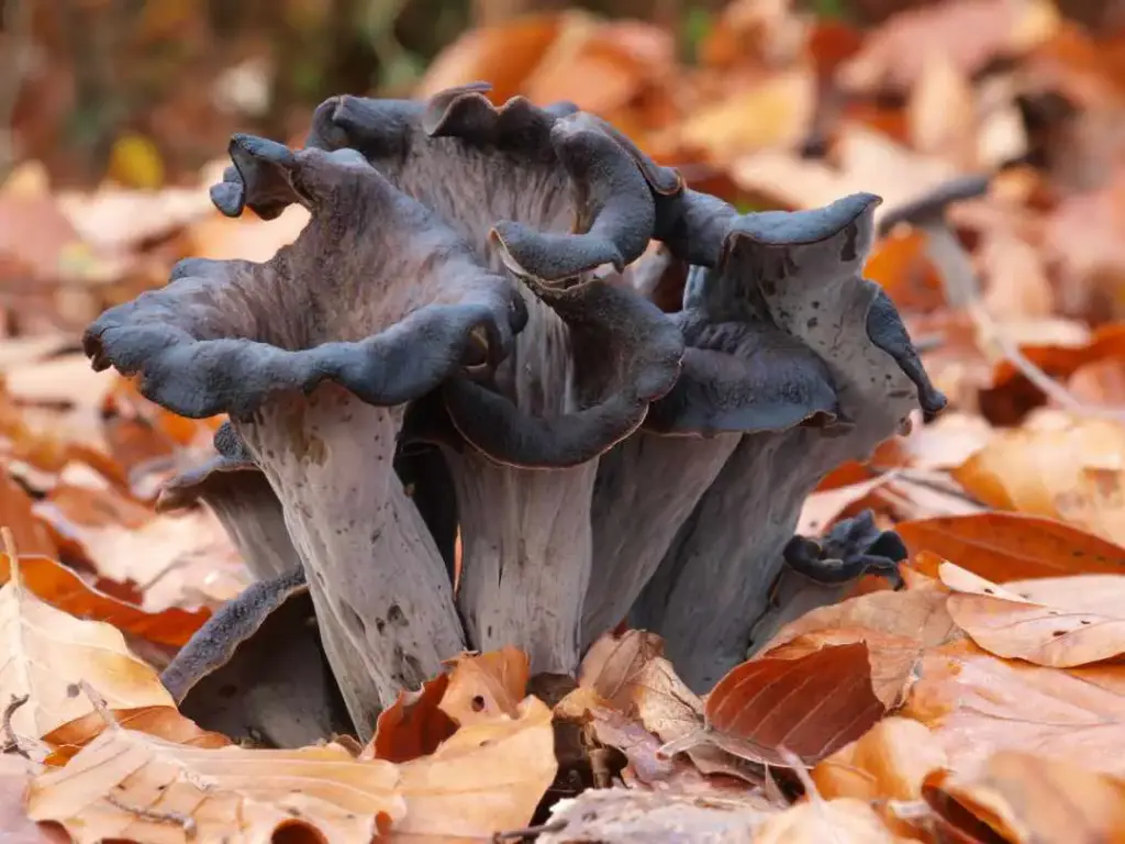 Herbsttrompete Pilz im Wald – pilze erkennen im Herbst