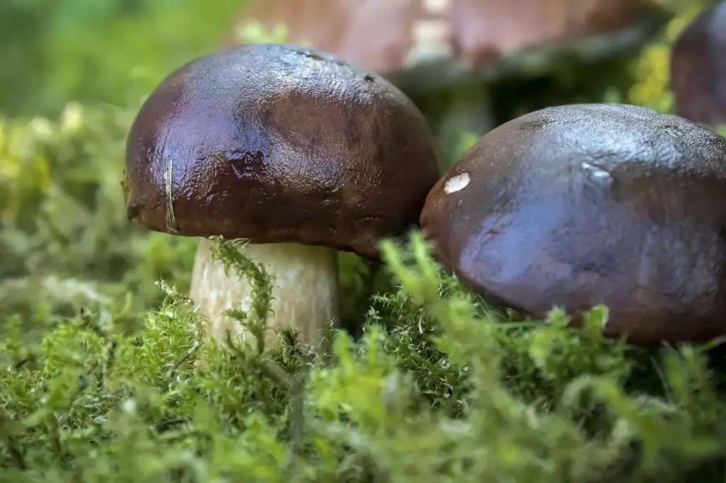 Maronenröhrling im Wald – pilze erkennen und sicher sammeln