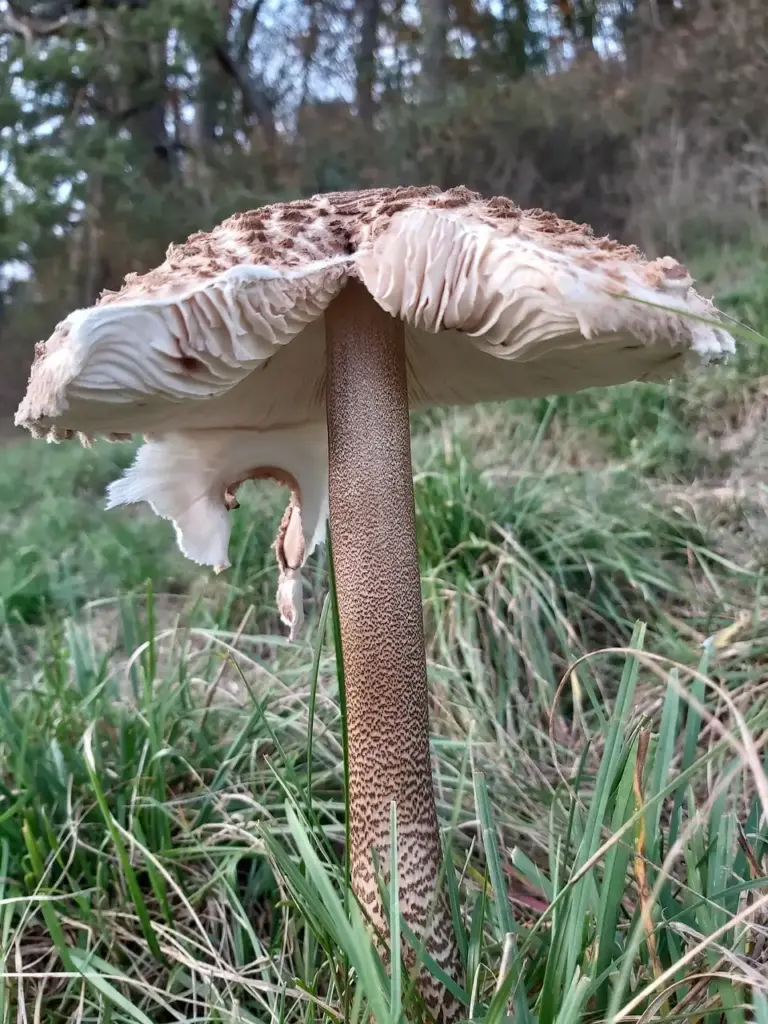 Parasol Pilz im Wald – pilze erkennen und sicher sammeln