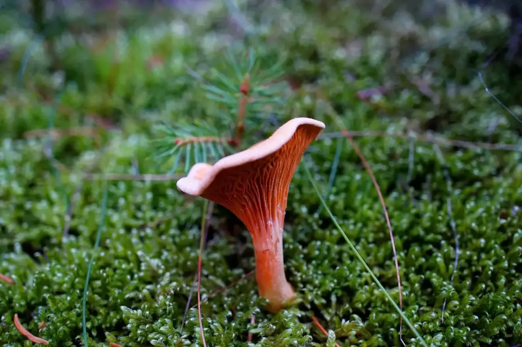 Pfifferling im Wald – pilze erkennen und sicher sammeln