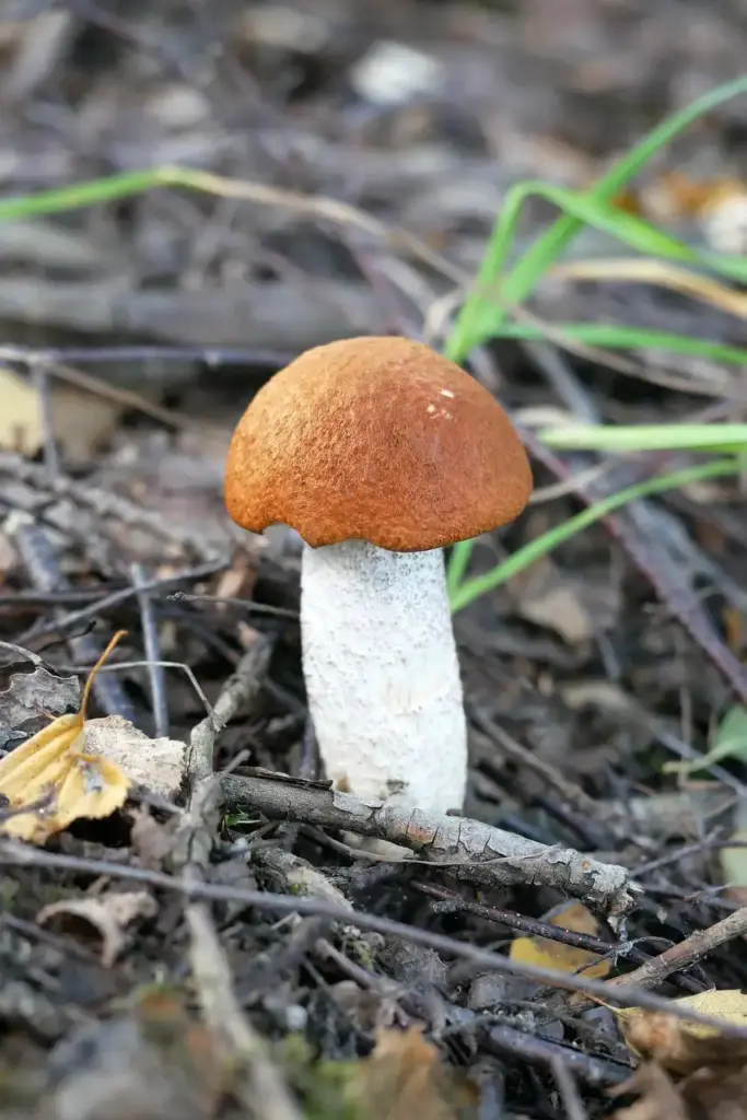 Rotkappe Pilz im Wald – pilze erkennen und bestimmen