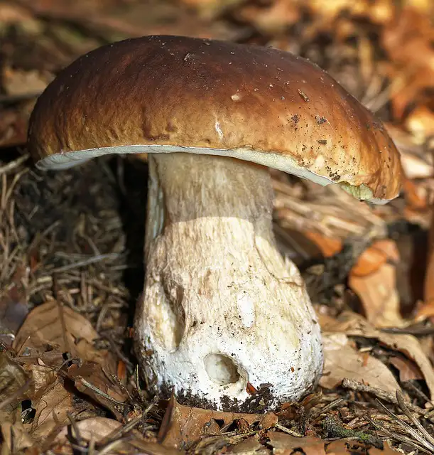 Steinpilz im deutschen Waldboden – pilze erkennen in der Natur