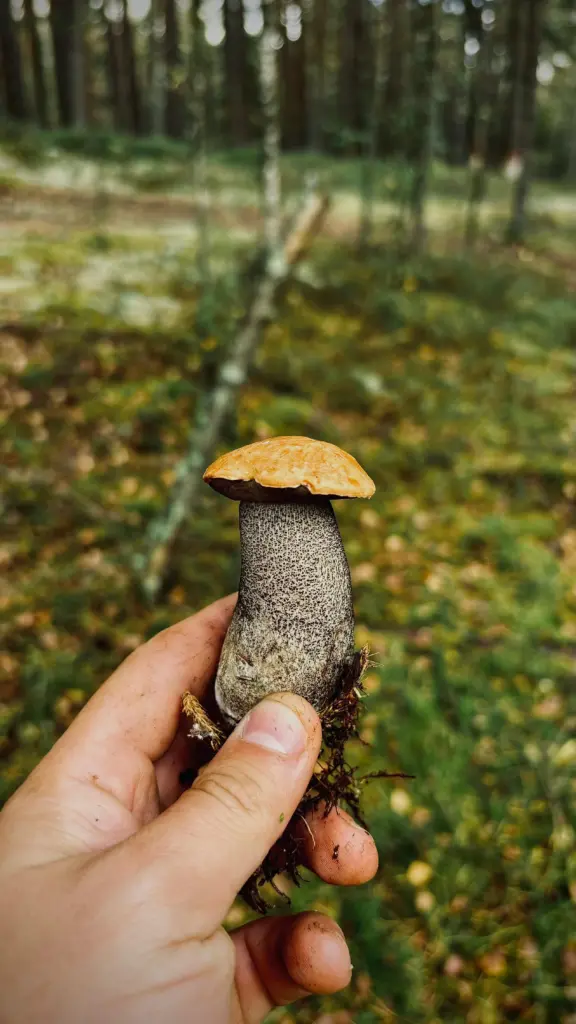 Pilz im Wald – Pflanzenkunde und Survivalwissen für Deutschland
