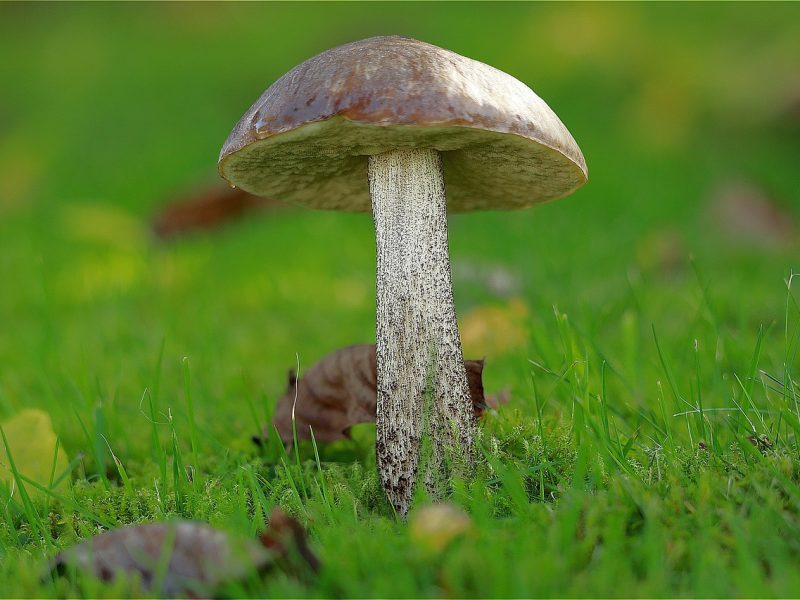 Birkenpilz in der Natur Deutschlands, essbarer Waldpilz am Waldrand