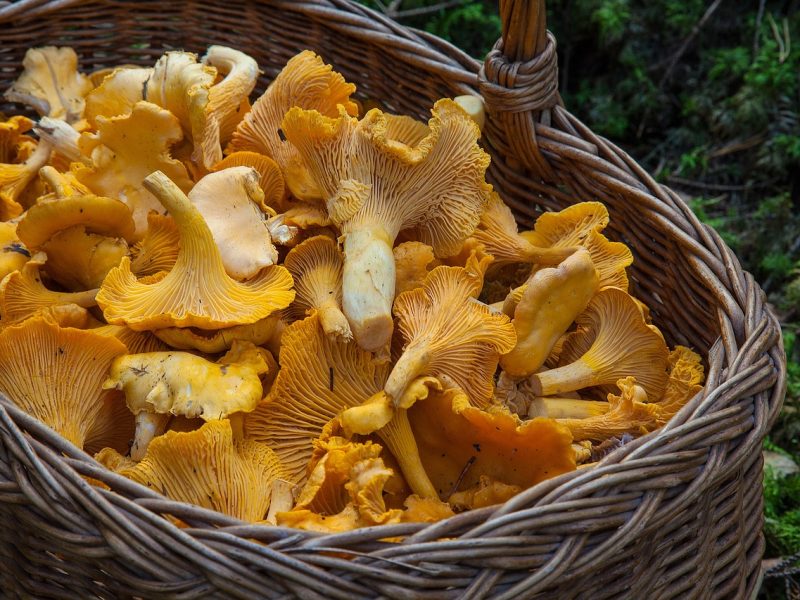 Korb aus Weide zum Pilze sammeln in der Natur – ideal für essbare Pilze bestimmen und transportieren