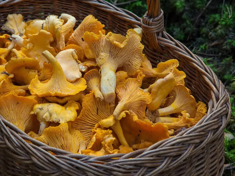 Pilzkorb zum pilze erkennen und sammeln in der natur