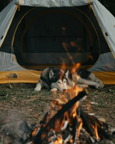 Sommercamping mit Hund – Lagerfeuerromantik in der Natur Hund liegt entspannt vor einem Zelt beim Lagerfeuer – gemütlicher Abend beim Sommercamping im Wald.
