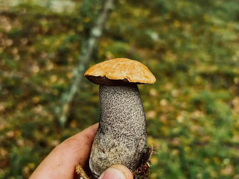 Pilz im Wald – Pflanzenkunde und Survivalwissen für Deutschland